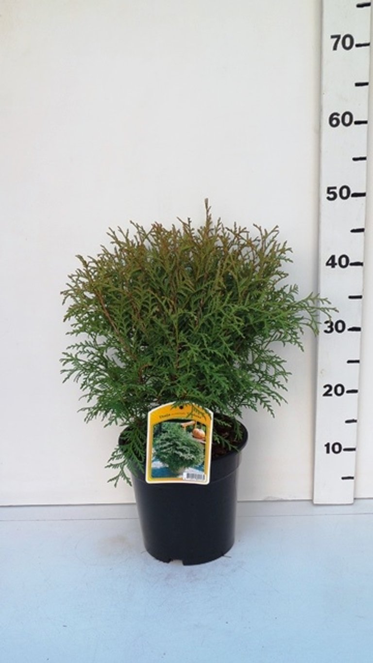 Thuja occ. 'Globosa' - C3 25-30 CM